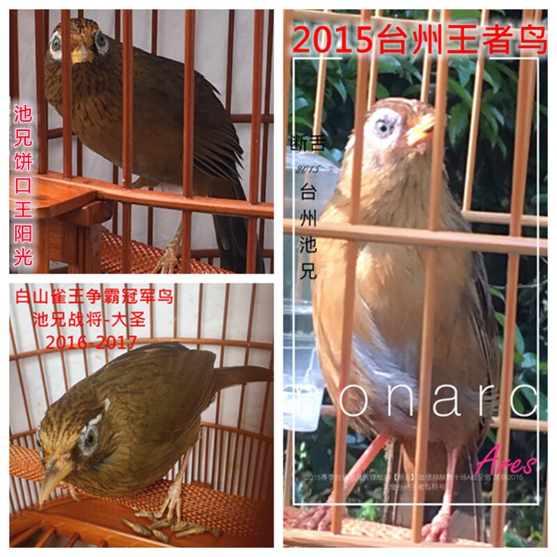 画眉鸟食唱鸟斗鸟料提性壮膘饲料比赛斗鸟料营养鸟粮原毛鸟仔专用