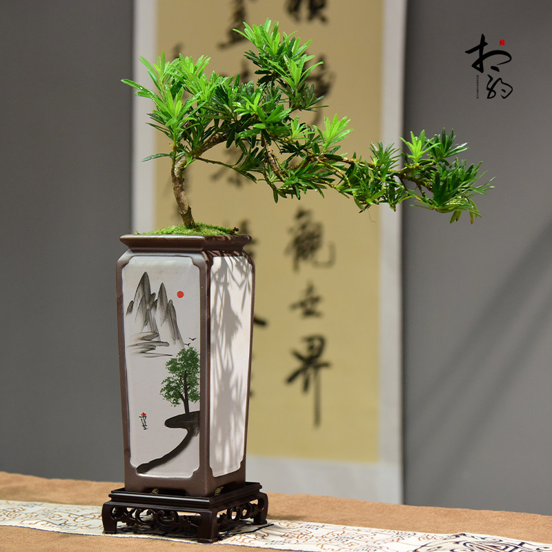 临水飘枝罗汉松盆栽客厅盆景办公室桌面绿植室内好养植物装饰摆件