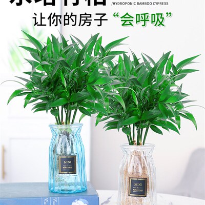 驱蚊竹柏水培植物室内水养绿植花卉盆栽办公室桌面四季常青草好养