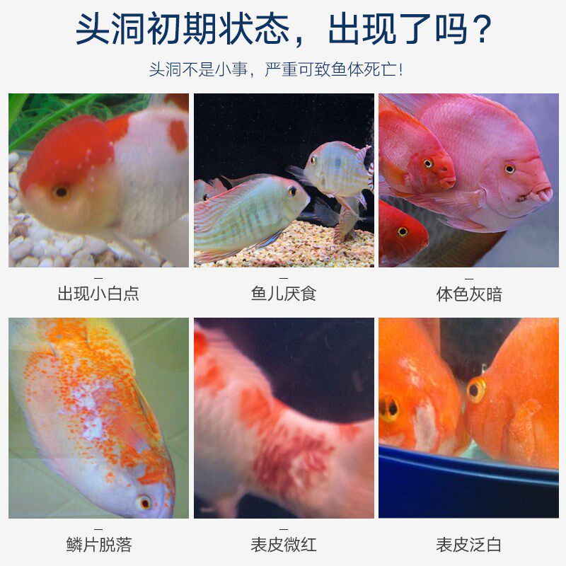 鱼缸水族大白片观赏鱼血鹦鹉鱼龙鱼罗汉鱼内寄头洞肠炎外寄非鱼药