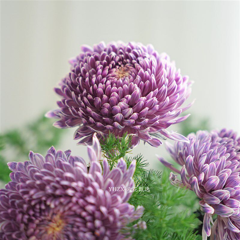 【云花甄选】乌梅子酱牡丹菊蓬莱松搭配鲜花家居插花水养空运绿植