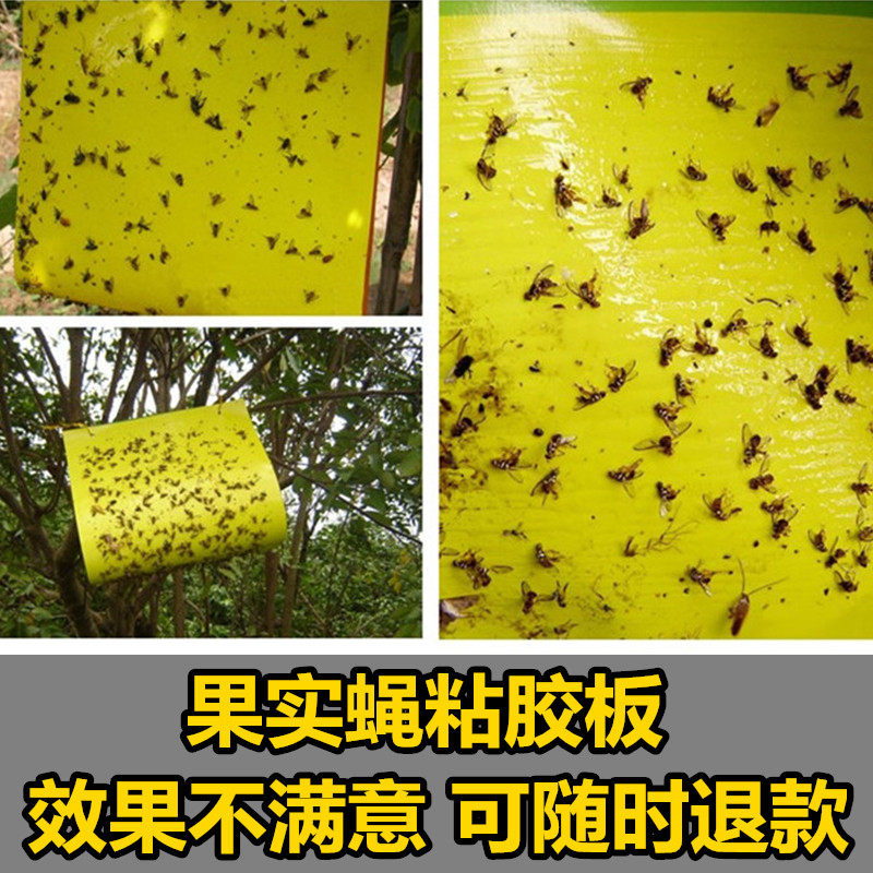 果实蝇诱粘板诱虫板粘虫板果树瓜果园诱杀粘黏沾果实蝇板贴纸包邮