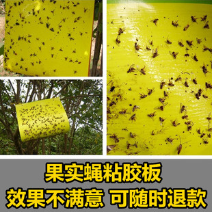 果实蝇诱粘板诱虫板粘虫板果树瓜果园诱杀粘黏沾果实蝇板贴纸包邮