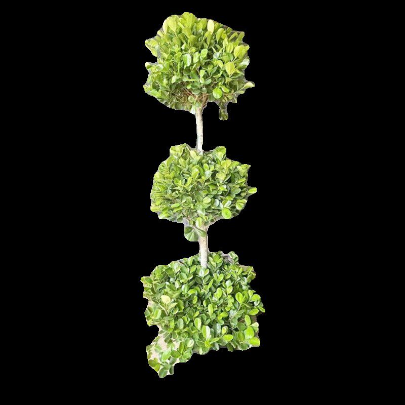 火山榕盆栽金钱榕植物户外暴晒大型绿植四季常青庭院盆景开业大吉