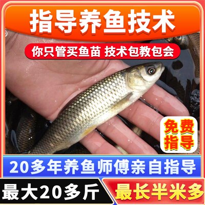 正宗草鱼苗特大尺寸螺蛳青鱼苗乌青草棒黑鲩重庆本地淡水养殖食用