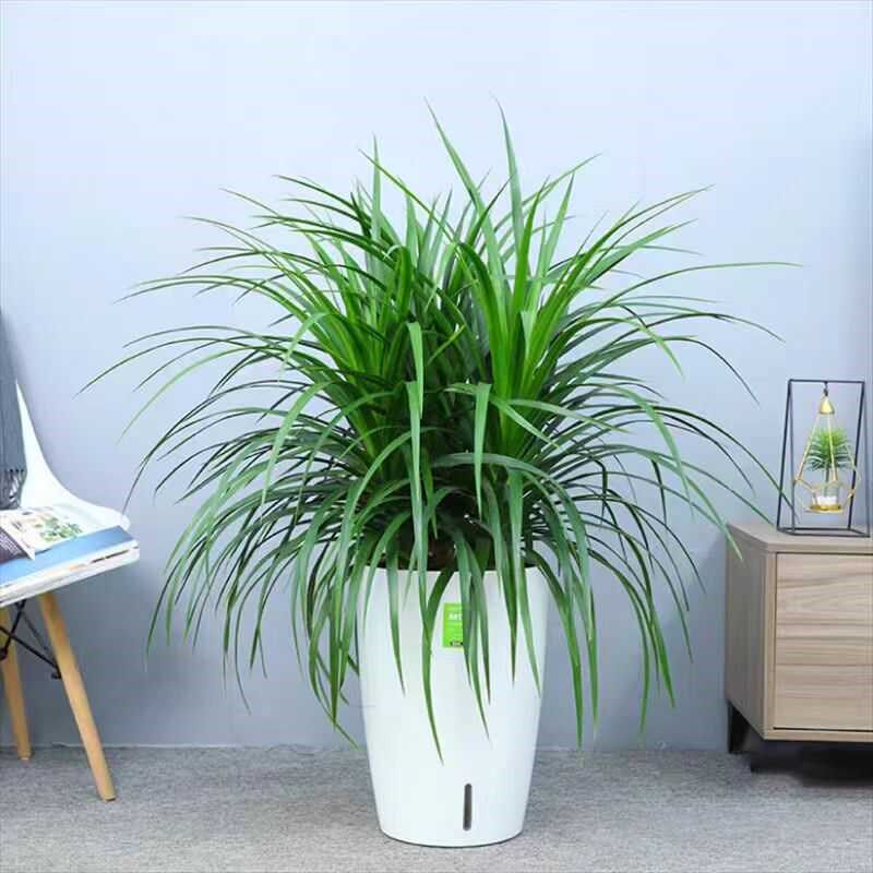 龙血树客厅绿植室内盆栽大型客厅大盆景好养龙须树旺宅植物龙铁树