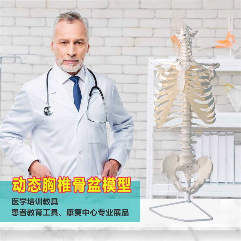 胸廓模型动态胸椎脊柱骨盆骨骼脊椎教学模具人体半身骨架关节可动