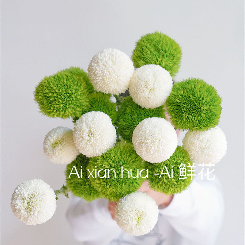 清爽治癒系绿色绿毛球鲜花白色乒乓菊混搭插花绿石竹鲜切云南直发