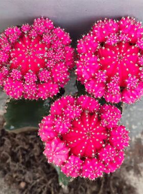 多肉植物仙人球彩色萌趣球胭脂红室内好养绿植盆栽花卉吸甲醛包邮
