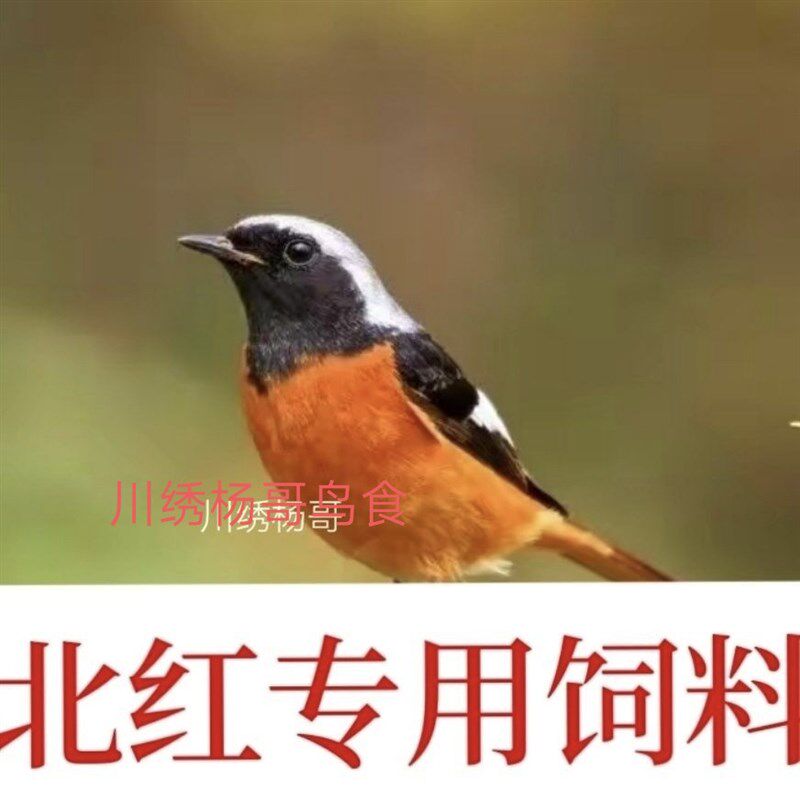北红尾鸲火燕北红鸟专用饲料鸟粮鸟食石燕鸲科用毛色艳上膘500克