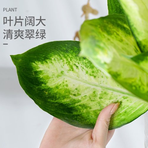 万年青银皇后水培植物室内好养盆栽玛丽安办公室桌面四季常青绿植