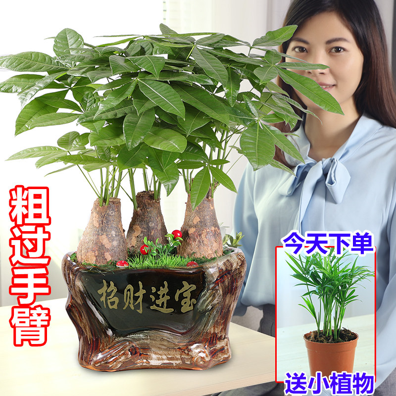 发财树盆栽植物室内招财 客厅办公室客厅开业包邮大型金钱小盆景
