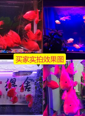 鱼缸超亮LED潜水灯遥控变色鱼缸防水灯管水族箱鹦鹉龙鱼罗汉鱼灯