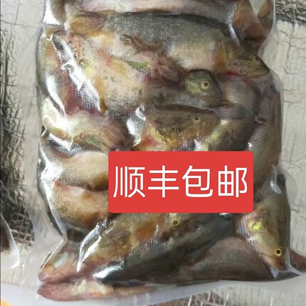 东北黑龙江山胖头冷水河鱼新鲜老头鱼速冻发包邮