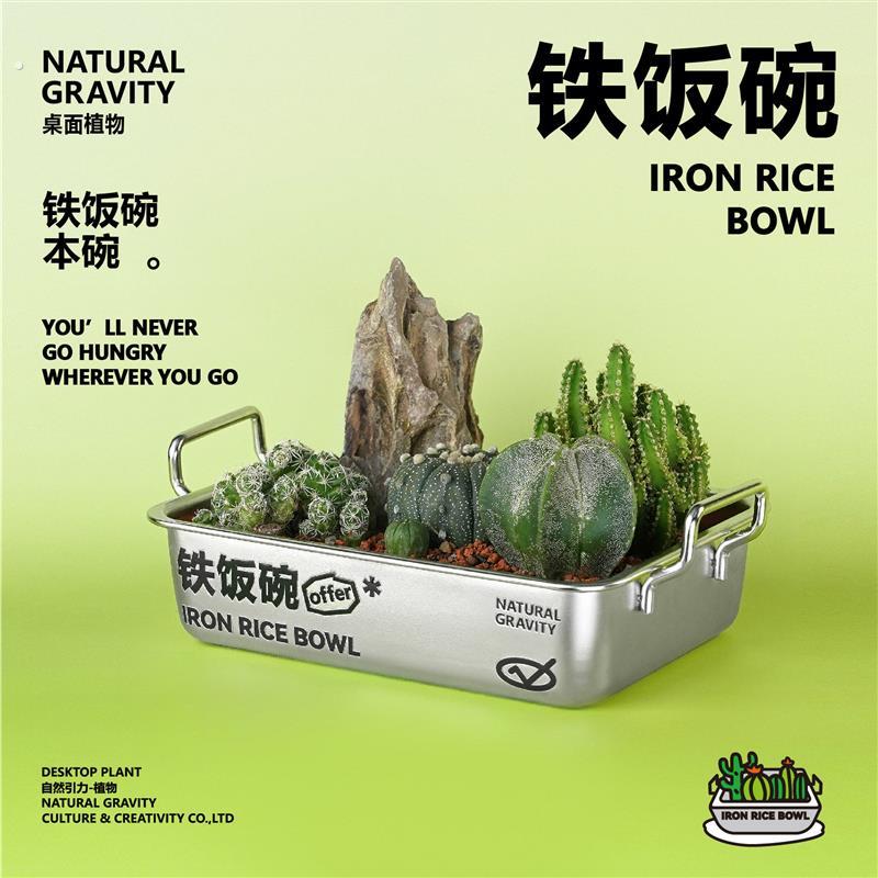 自然引力-铁饭碗仙人掌植物组合盆栽创意毕业礼物好养小礼品