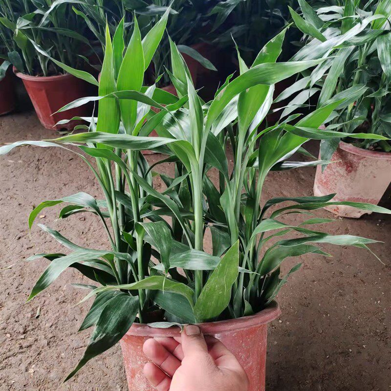 富贵竹转运竹水养水培植物室内客厅绿植花卉盆栽观音竹开运竹包邮