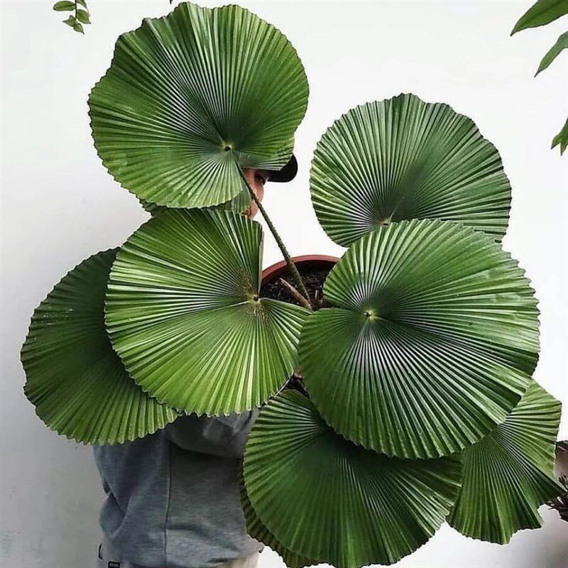 圆叶轴榈盆栽办公室内客厅大型绿植落地大号好养活大叶观叶植物