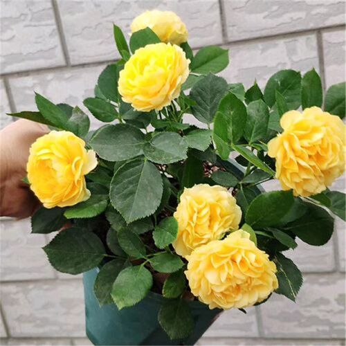 金丝雀月季花苗开花玫瑰小苗四季盆栽花卉爬藤植物藤本蔷薇树绿植