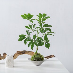 鸭掌木盆栽花卉绿植物客厅室内桌面盆景水培多肉好养发财树吸甲醛