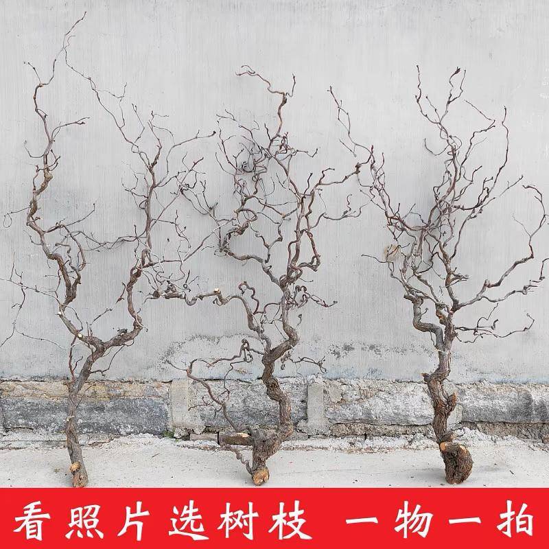 天然龙枣树干枝树干原木家居摆件装饰壁挂多分叉造型龙枣枝