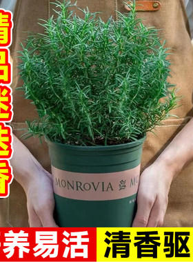 迷迭香苗盆栽可食用新鲜薄荷叶室内驱蚊绿植物迷失香草百里香牛排