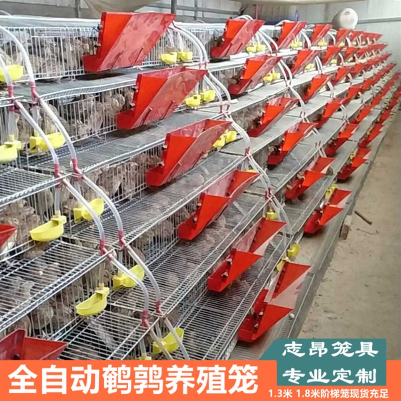 志昂鸟笼鹌鹑蓝胸鹌鹑鹧鸪自动化养殖 育雏加粗加密阶梯型滚蛋笼