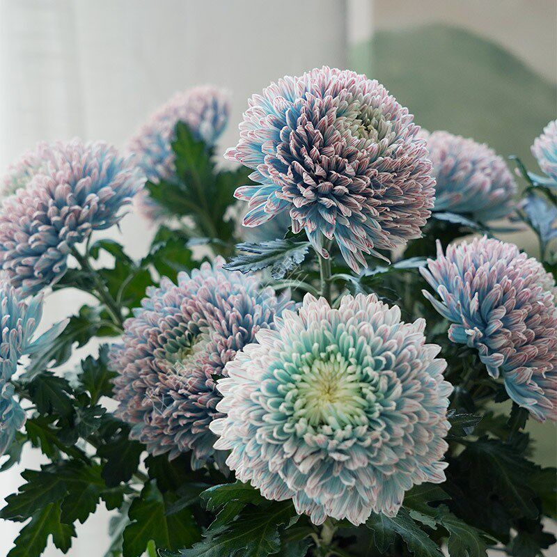 花曌 青花瓷牡丹菊【鲜花】【真花】【吸色】【家居插花水养】