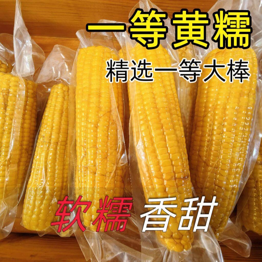 非转基因黄玉米东北糯玉米正宗黄糯玉米新鲜糯玉米黄糯甜糯玉米