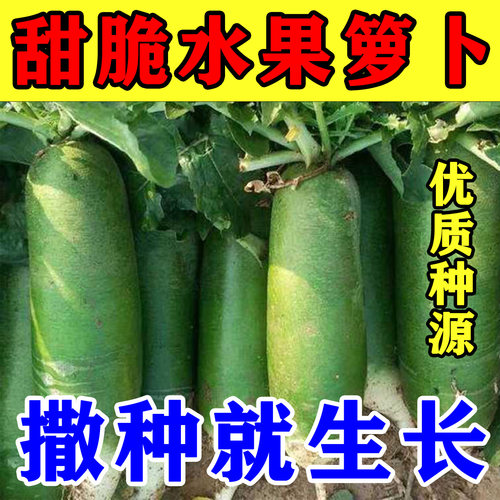 沙窝甜脆绿萝卜青肉可生吃种子