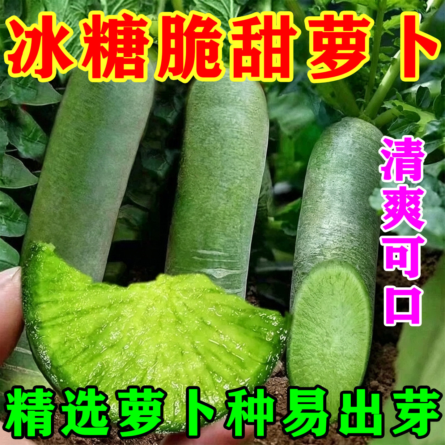 冰糖心萝卜种甜脆可口营养丰富正宗四季沙窝水果萝卜可生吃青萝卜