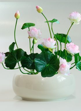 景德镇纯白色陶瓷特大花盆水仙花碗莲铜钱草睡莲水培无孔笔洗茶洗