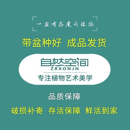 火焰南天竹苔玉球盆栽室内书房茶室办公桌面观赏组合艺术盆景礼品