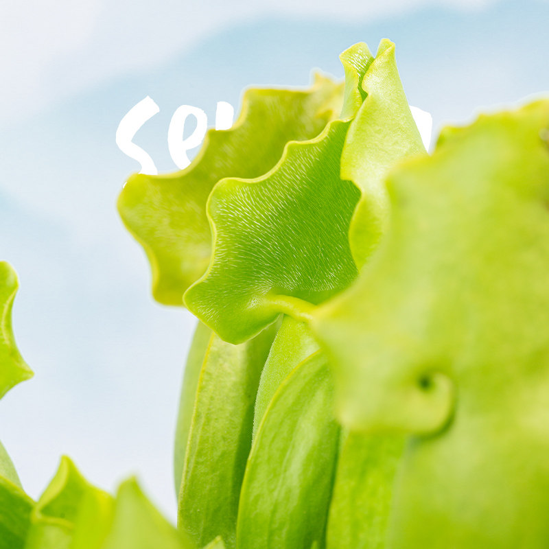 萤光绿色紫瓶/颜色靓丽/高端食虫植物热植观叶/办公室桌面小盆栽