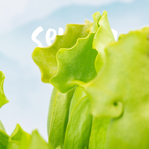 萤光绿色紫瓶/颜色靓丽/高端食虫植物热植观叶/办公室桌面小盆栽