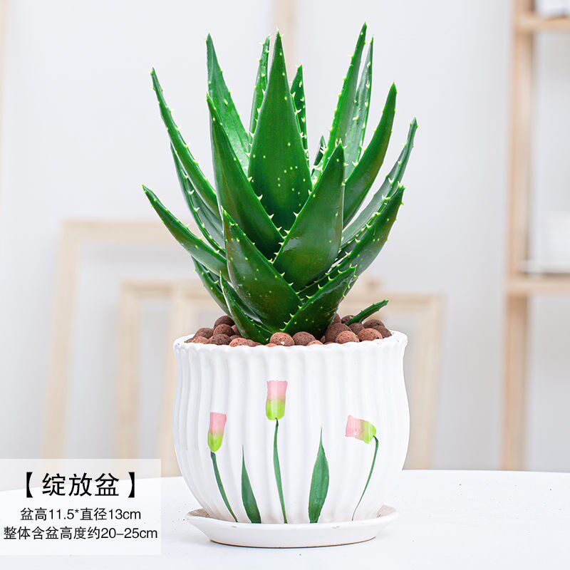 西安花卉绿植芦荟多肉盆栽绿植桌面室内除甲醛净化空气窗台卧室