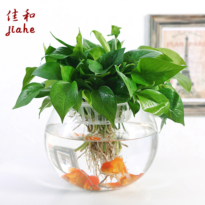 大号玻璃水培植物花盆办公室桌面花瓶