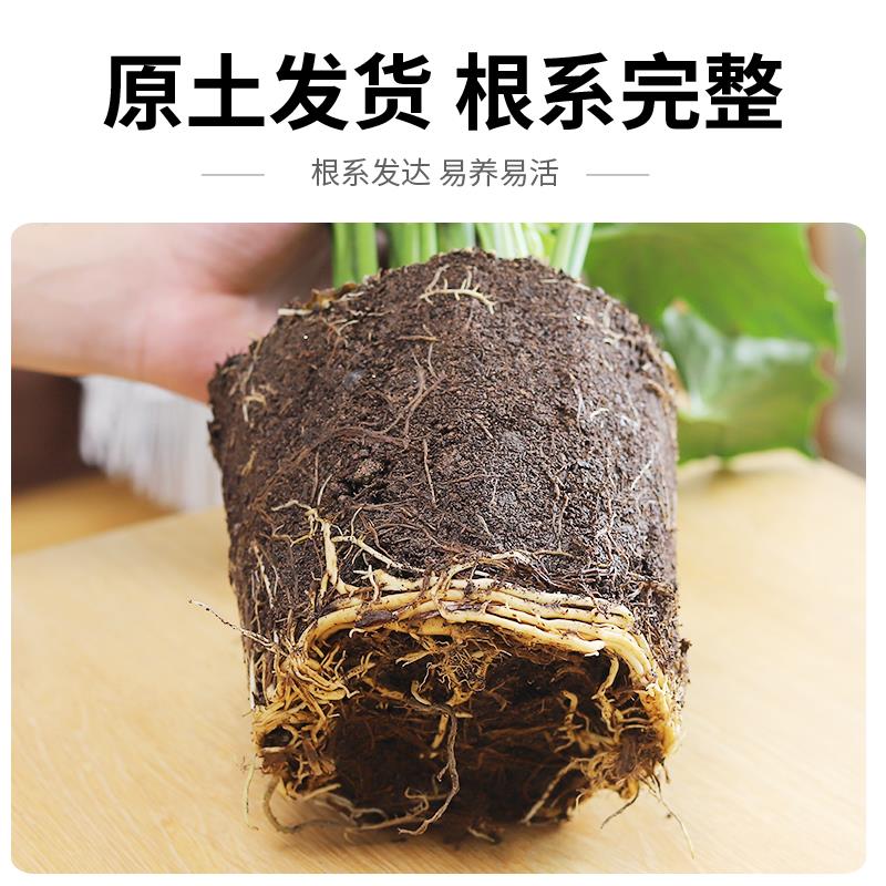 春羽蔓绿绒盆栽室内客厅北欧风办公室绿植耐阴植物好养活净化空气