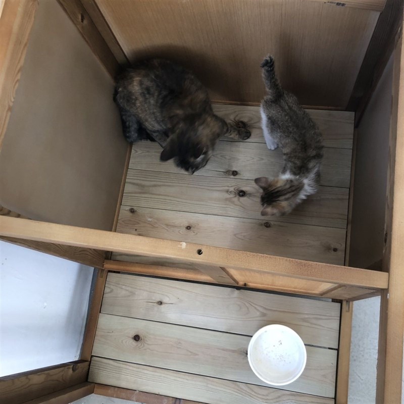 桃木材质户外猫屋狗窝 四季适用防水保暖流浪猫产房狗屋别墅