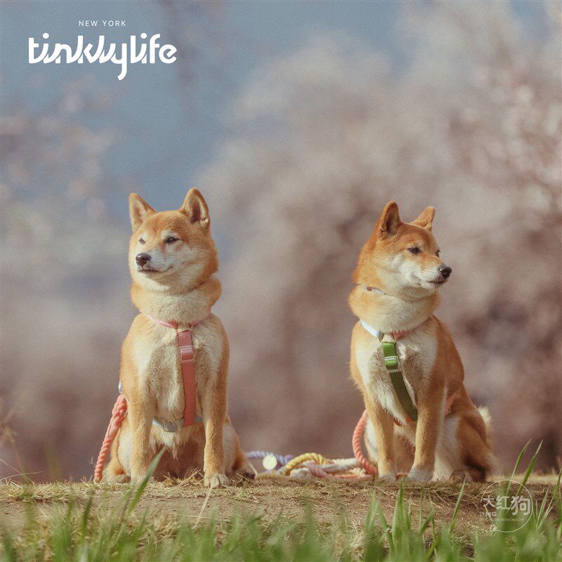 tinklylife彩虹渐变色牵引绳狗狗外出工字不脱套遛狗胸背带可系腰