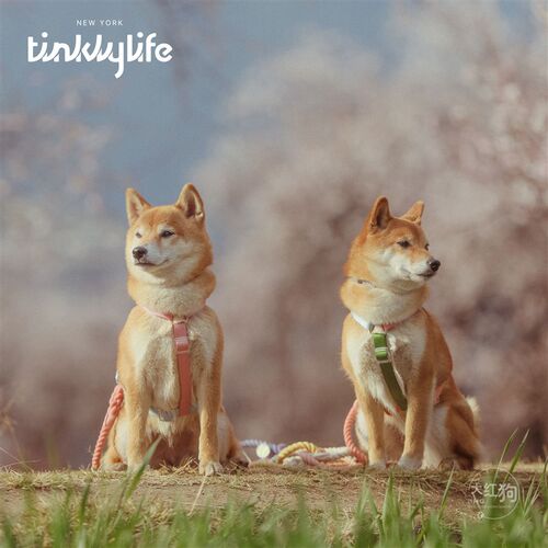 tinklylife彩虹渐变色牵引绳狗狗外出工字不脱套遛狗胸背带可系腰