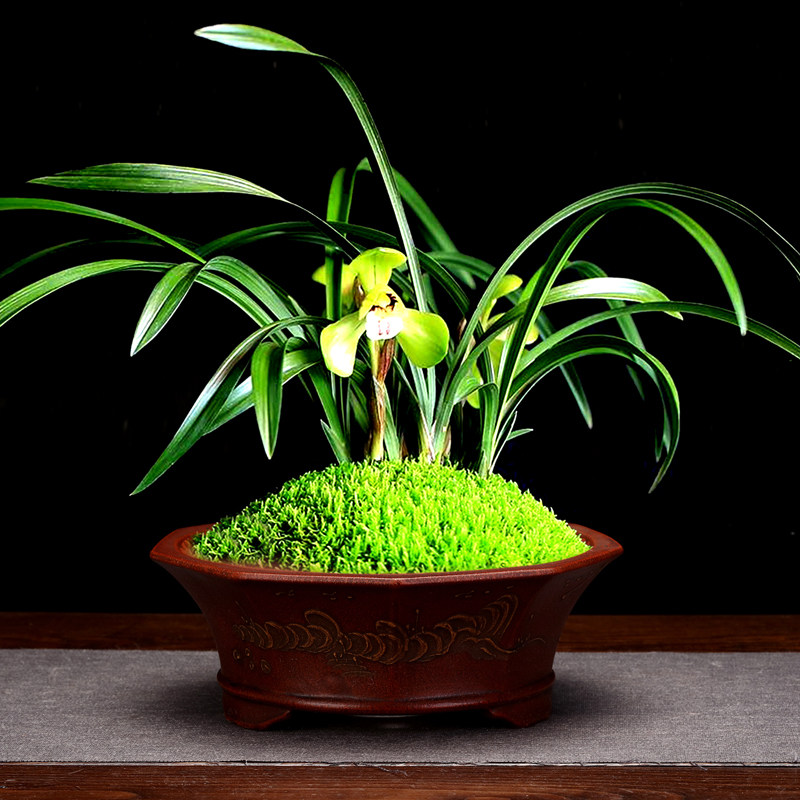 紫砂花盆仿古泥绘大口径圆形精品多肉植物菖蒲桌面绿植盆景盆包邮