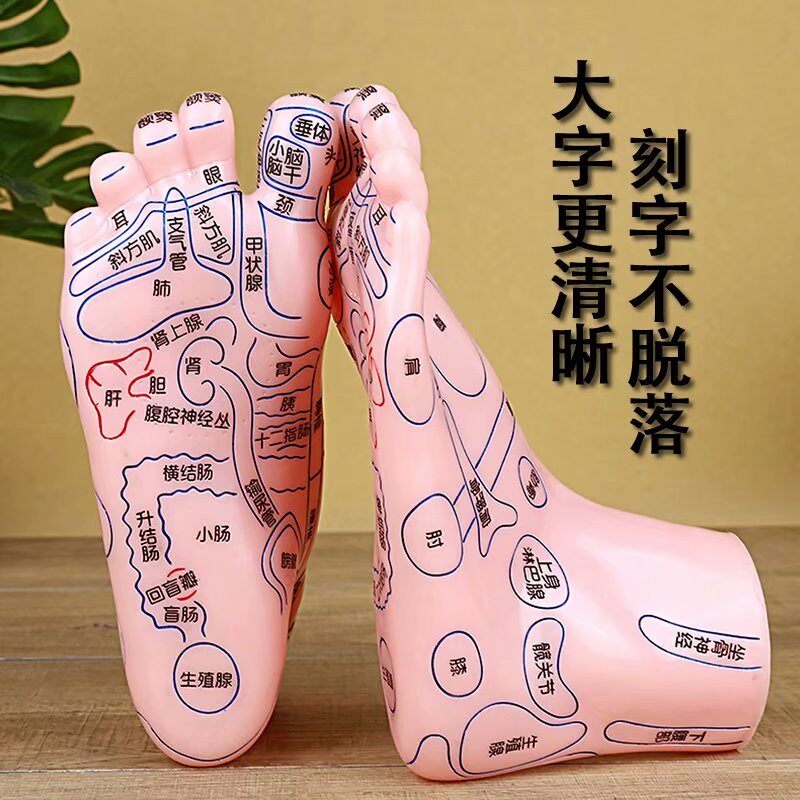 脚底足部按摩足模型反射区足底双脚人体穴位模型图足疗20cm刻字版