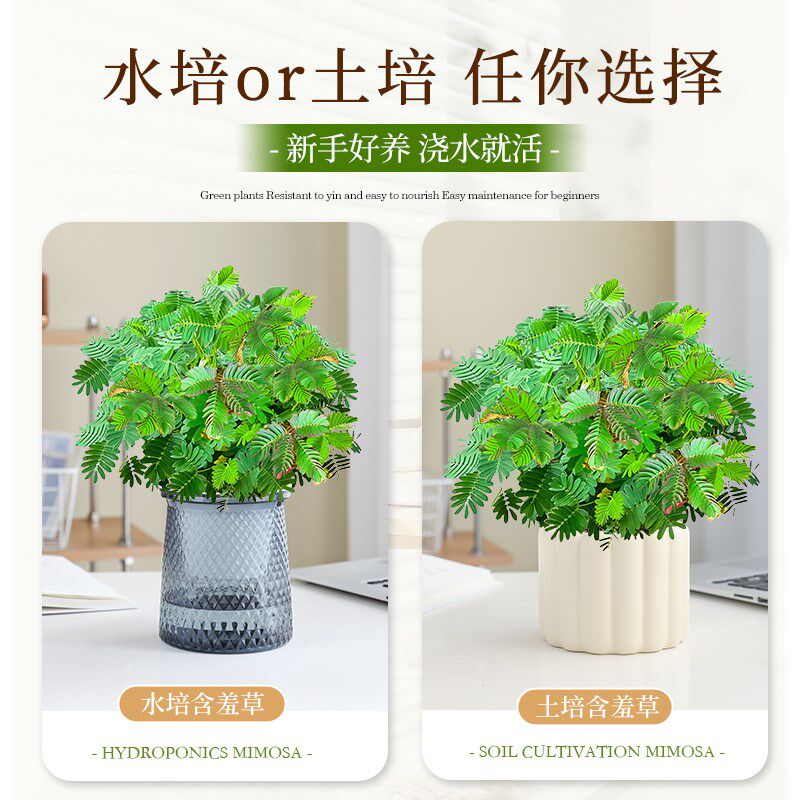 含羞草盆栽室内客厅办公桌面上害羞草趣味可爱小绿植四季好养花卉