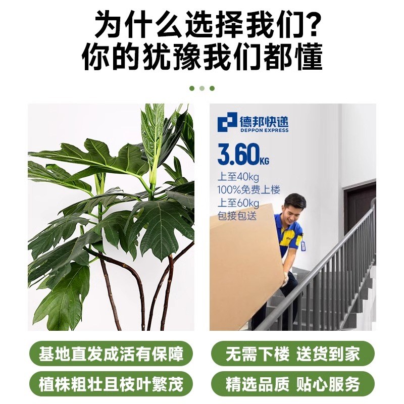 造型面包树办公室大型绿植客厅四季常青好养网红植物盆栽造景落地