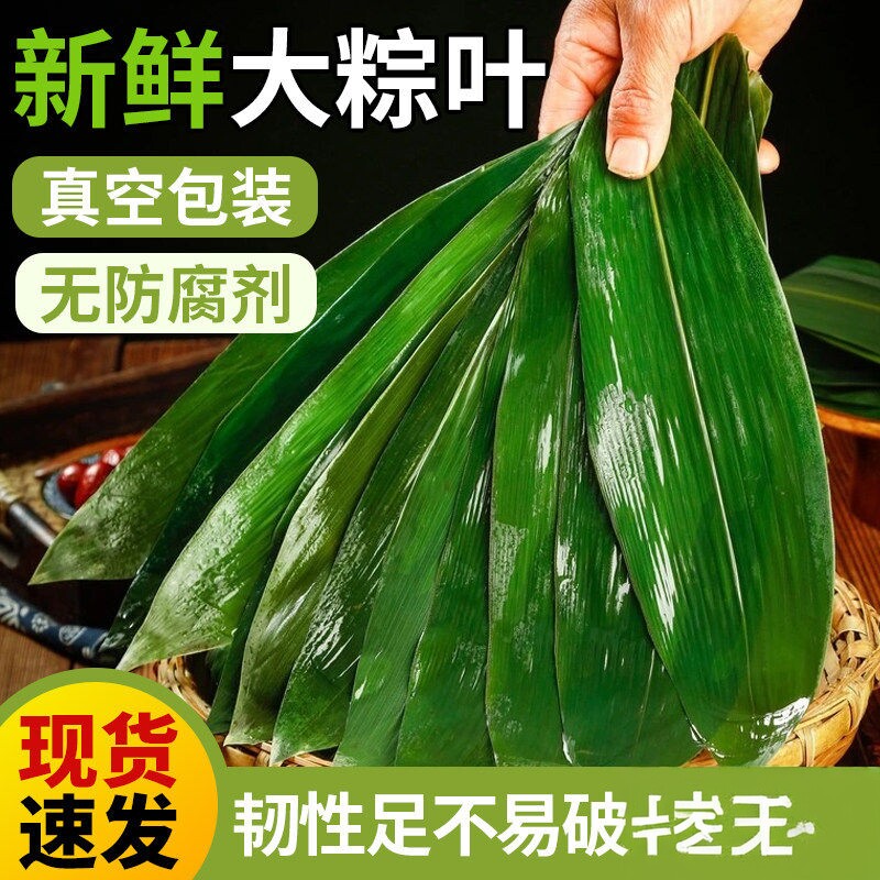粽叶新鲜粽子叶大号特现摘包棕专用的干端午家商批发旗舰店野生箬