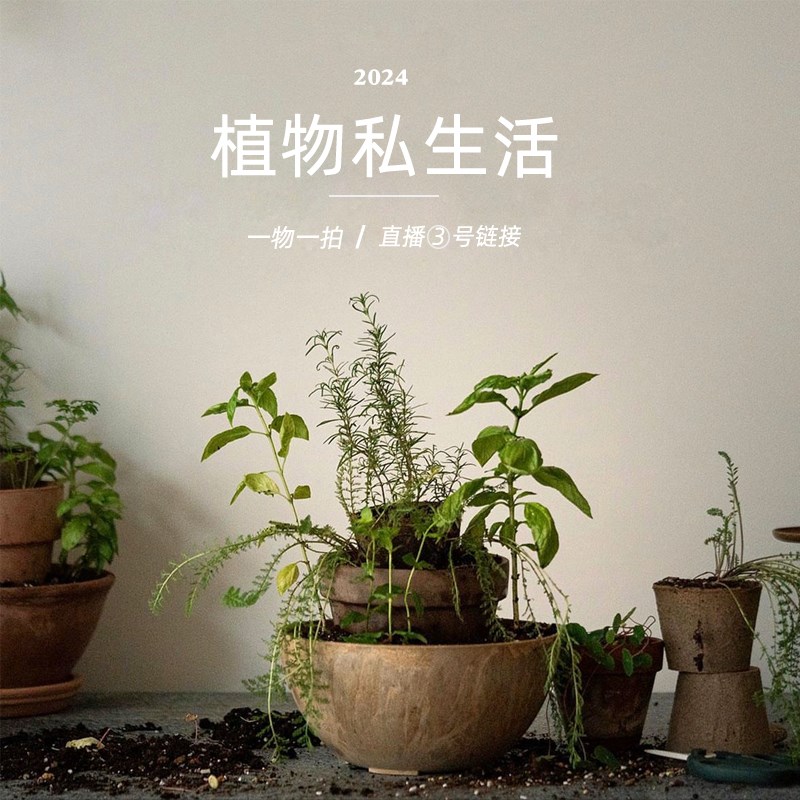 植物私生活 直播间3号专拍超连结一物一拍
