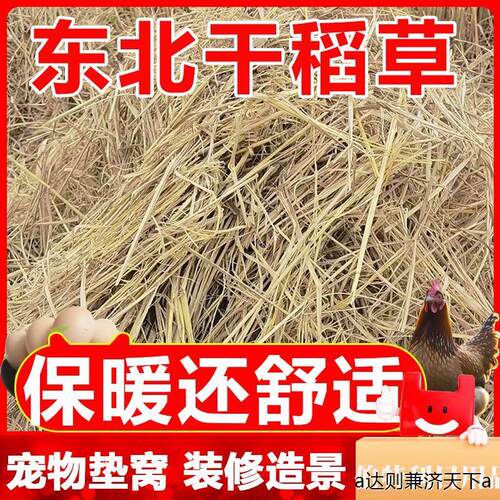新稻草天然宠物鸡窝草干稻草牛羊猪饲料狗鸭窝草道具谷草秸秆