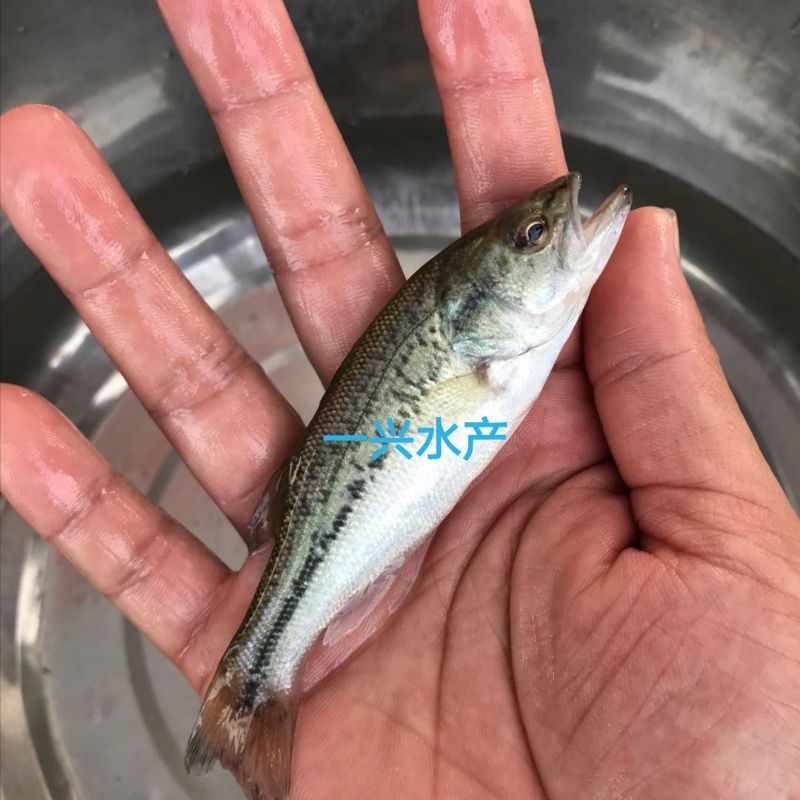 优质鲈鱼苗 加州鲈鱼大规格 路亚苗 大口黑鲈冷水包活包邮淡水