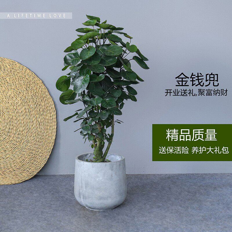 招财植物金钱兜福禄桐圆叶钱多多室内大型绿植办公室吸甲醛盆栽