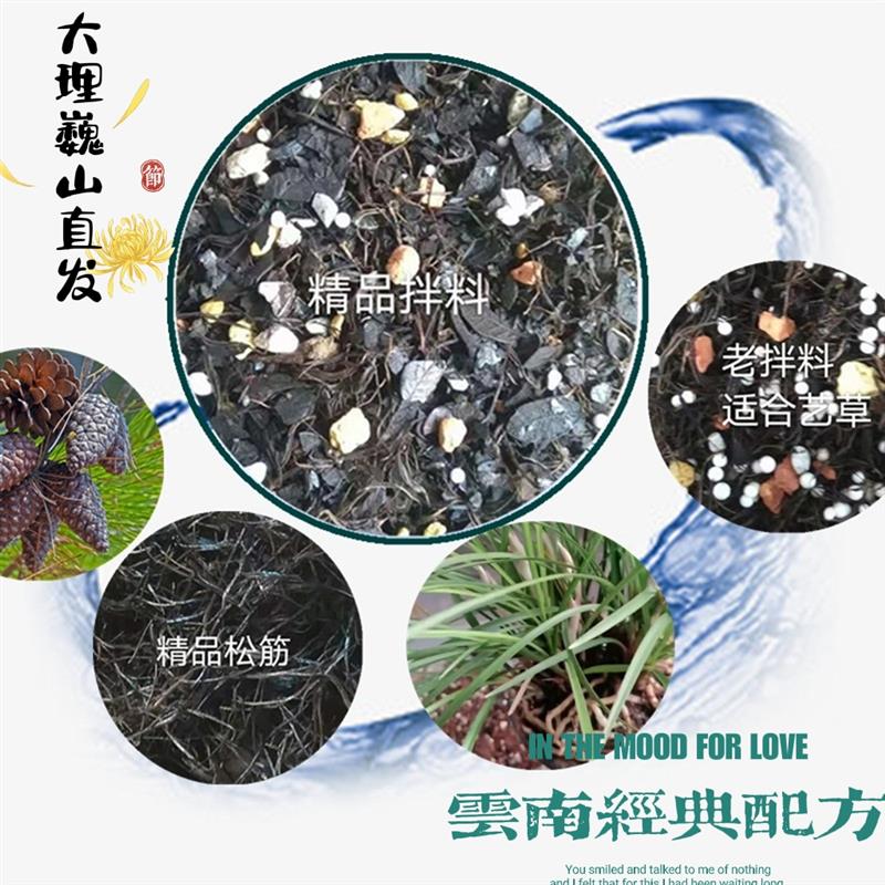 大理肖氏诱生高端云南兰花植料含松筋精品营养土包邮送护茎土
